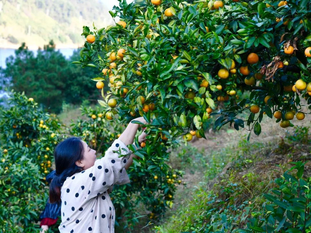 浙江哪里的橘子很有名,浙江最好的橘子