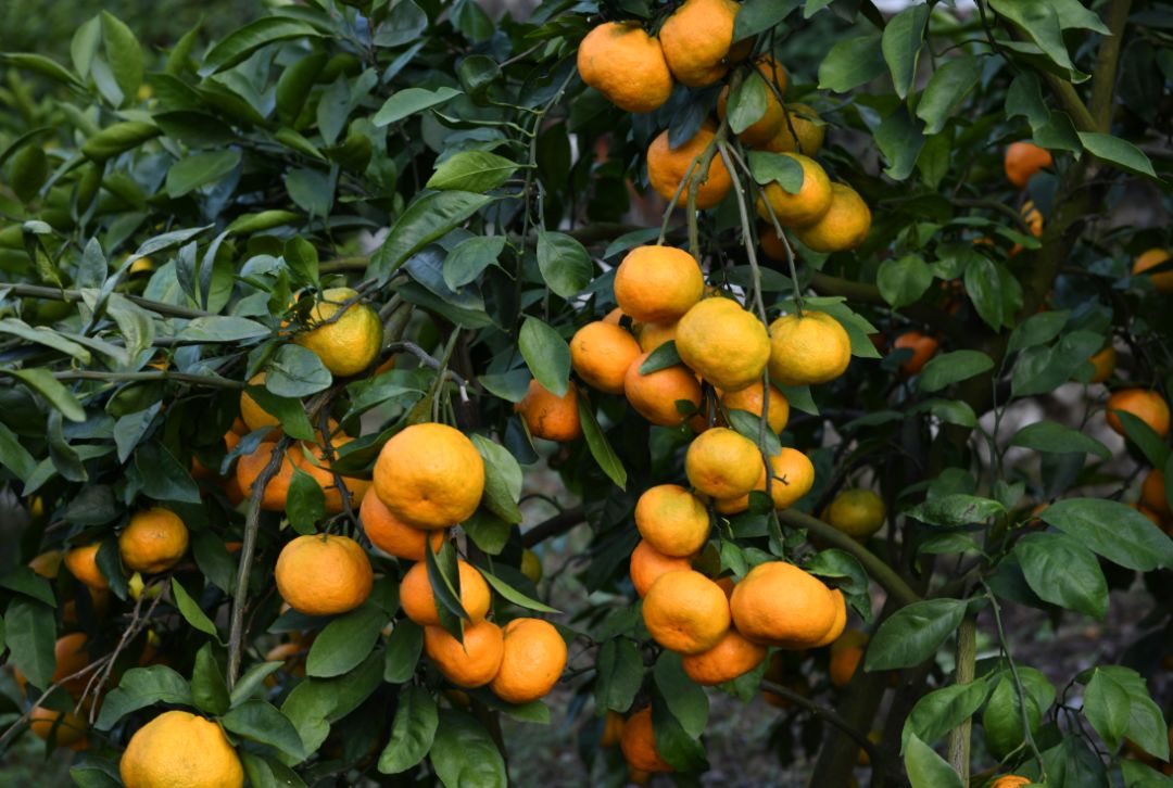 浙江哪里的橘子很有名,浙江最好的橘子