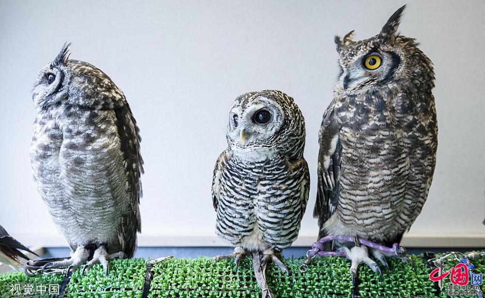 生活不易被迫营业看萌宠如何为自己“赚”口粮