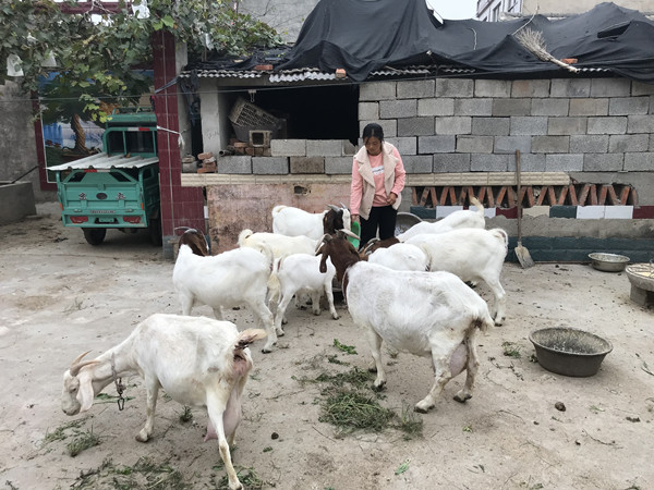 十字绣美丽的牡丹图案,十字绣绣出来的福字