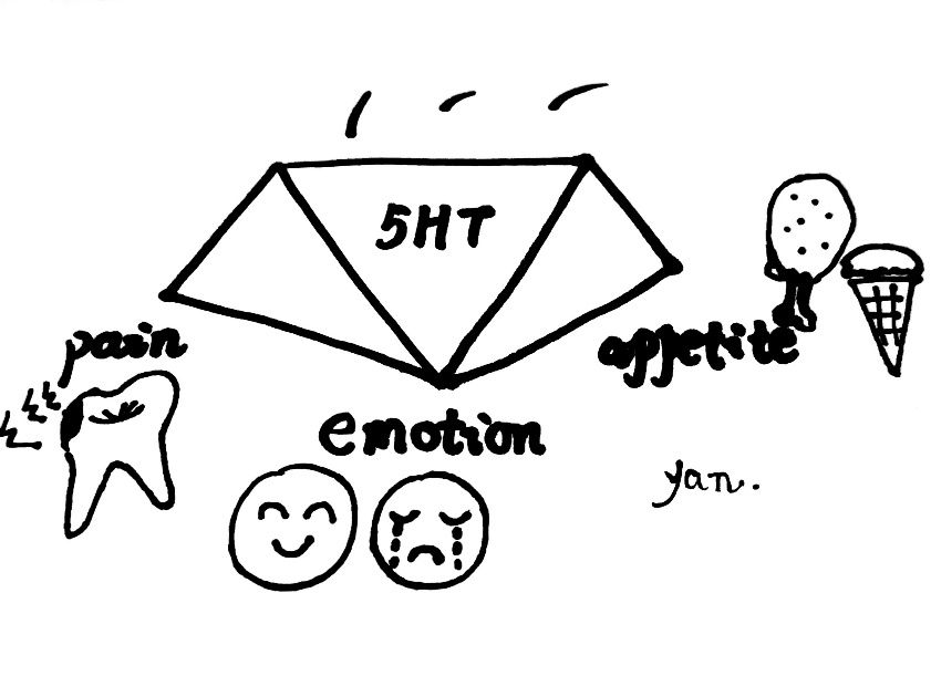 睡不好真的会变笨,睡太多觉真的会变傻吗