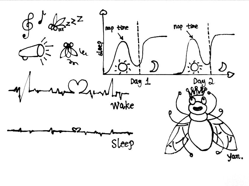 睡不好真的会变笨,睡太多觉真的会变傻吗