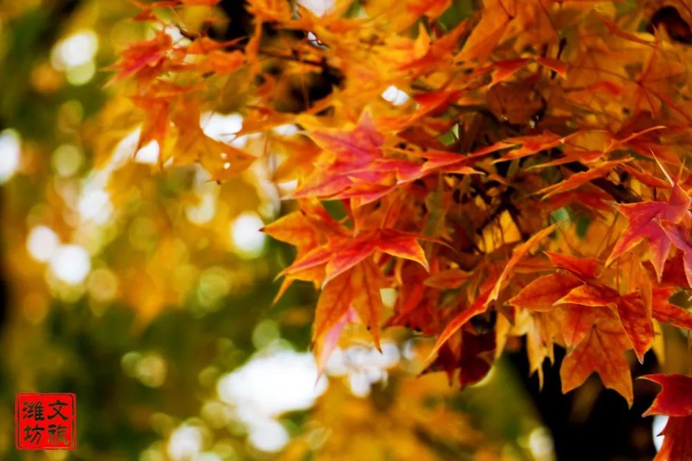 钟灵毓秀的优美词句,钟灵毓秀文章