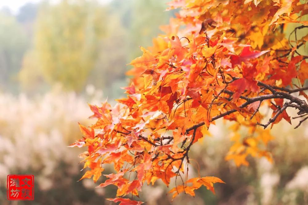 钟灵毓秀的优美词句,钟灵毓秀文章