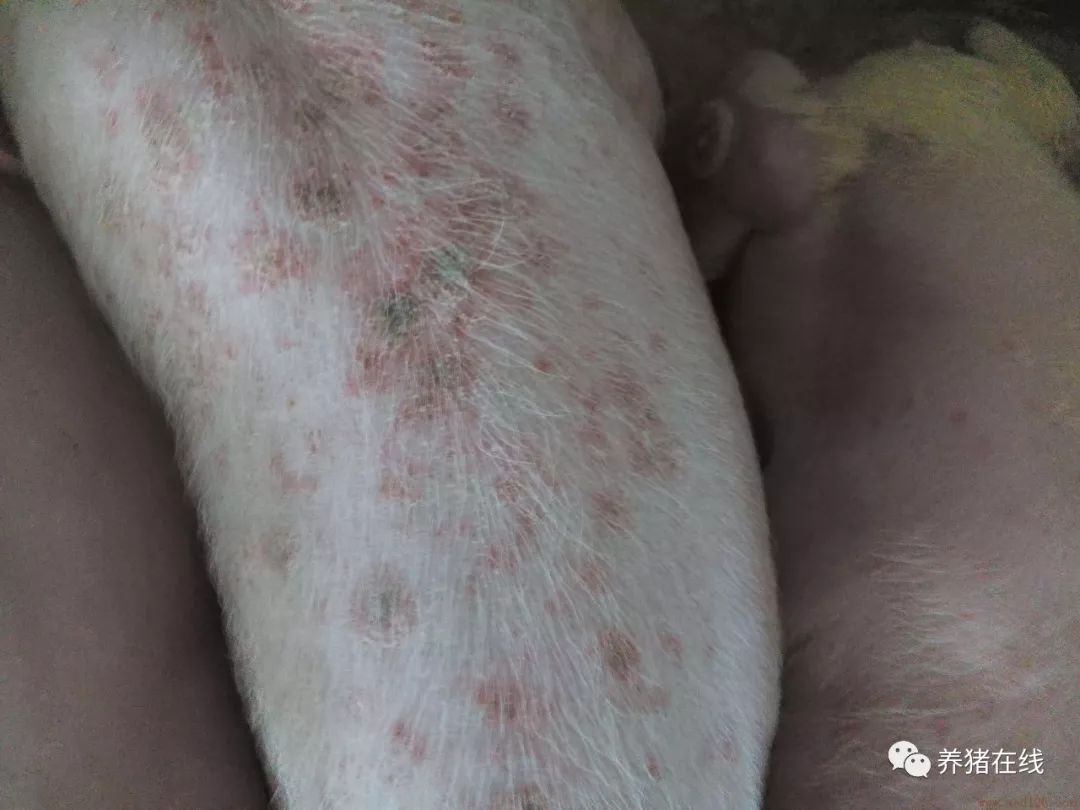 常见的猪病症状鉴别,猪病的鉴别与诊断方法