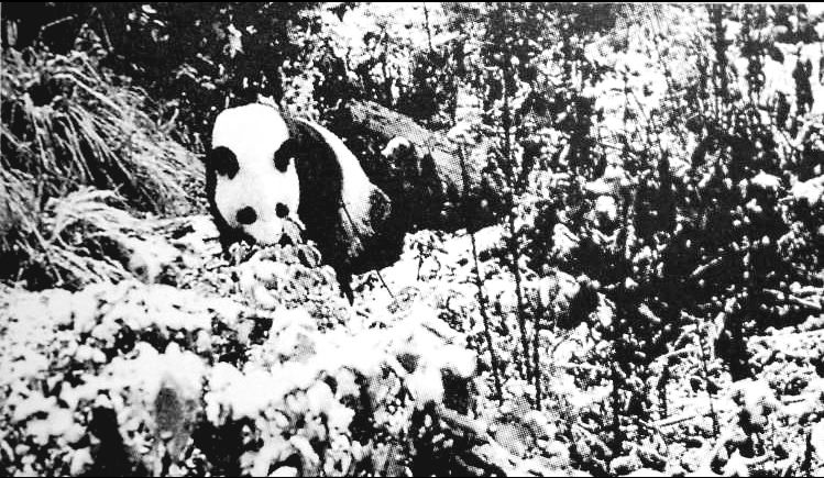 【方志四川•庆祝中华人民共和国成立70周年】1980年四川大事记