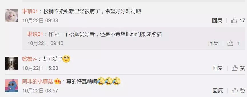 熊猫为什么会染上松狮犬,松狮犬染熊猫色让熊猫看