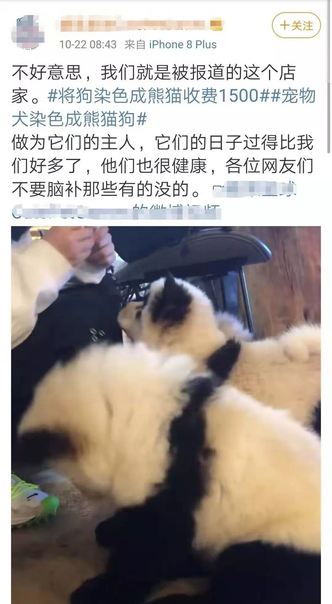 熊猫为什么会染上松狮犬,松狮犬染熊猫色让熊猫看