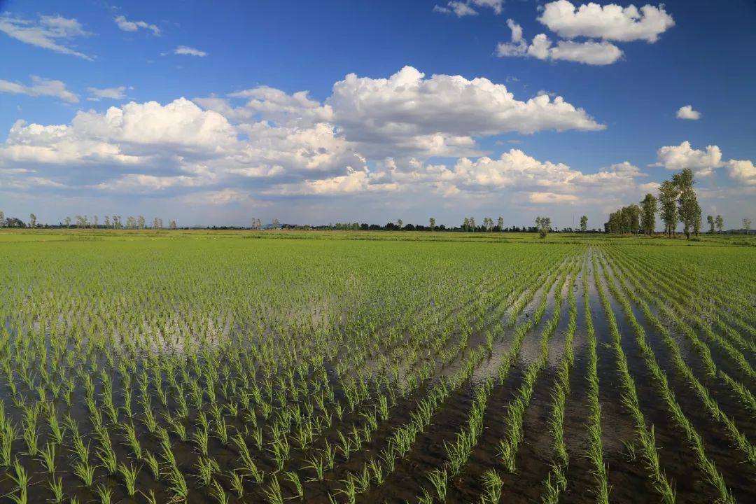 农遗良品|为啥吉林九台五官屯的大米能重如沙、亮如玉？