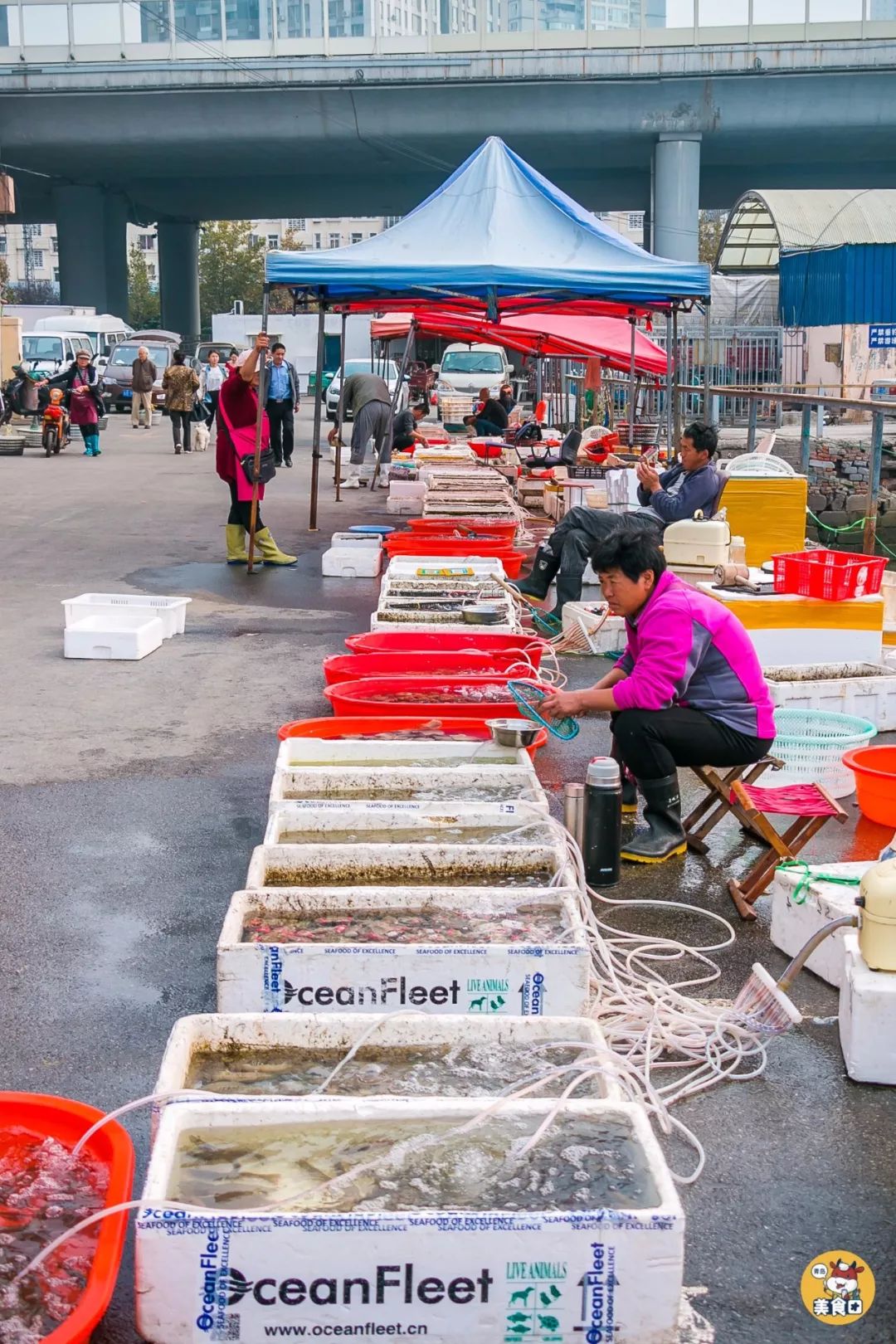 小港码头有蛏子吗,小港码头吃海鲜俱乐部电话