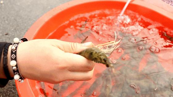 小港码头有蛏子吗,小港码头吃海鲜俱乐部电话