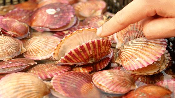 小港码头有蛏子吗,小港码头吃海鲜俱乐部电话