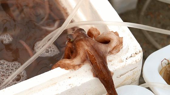 小港码头有蛏子吗,小港码头吃海鲜俱乐部电话