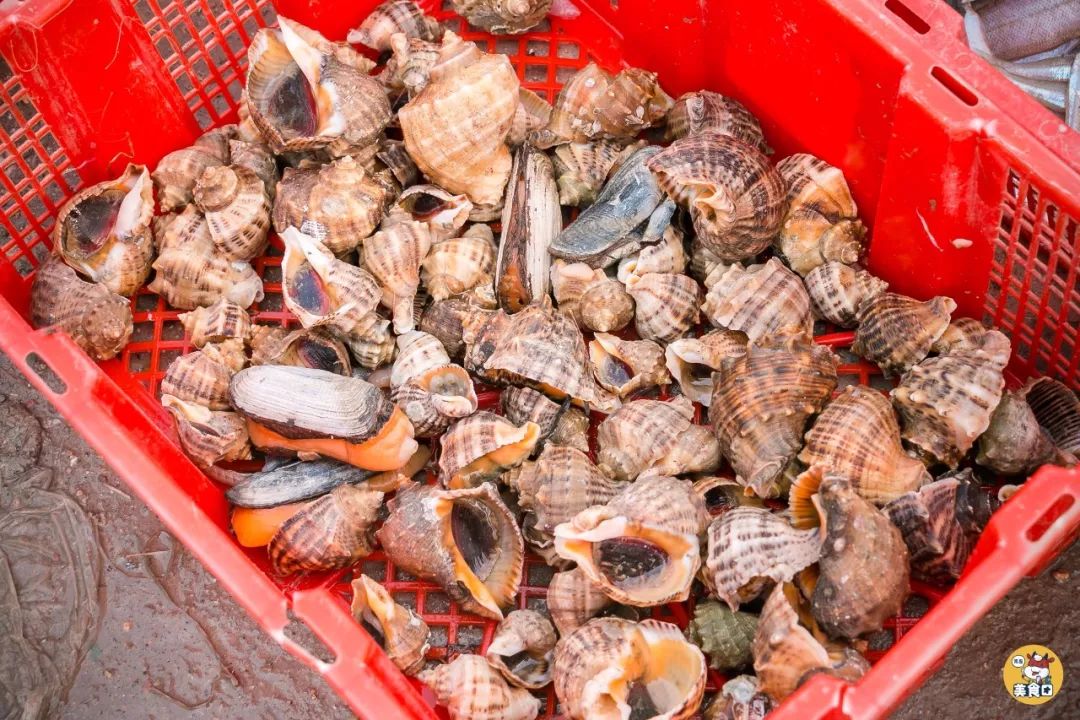 小港码头有蛏子吗,小港码头吃海鲜俱乐部电话