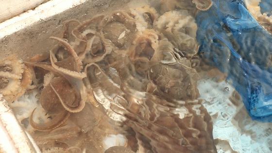 小港码头有蛏子吗,小港码头吃海鲜俱乐部电话