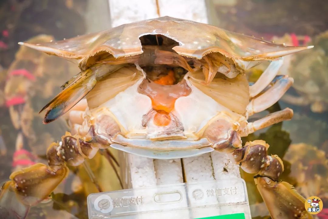 小港码头有蛏子吗,小港码头吃海鲜俱乐部电话