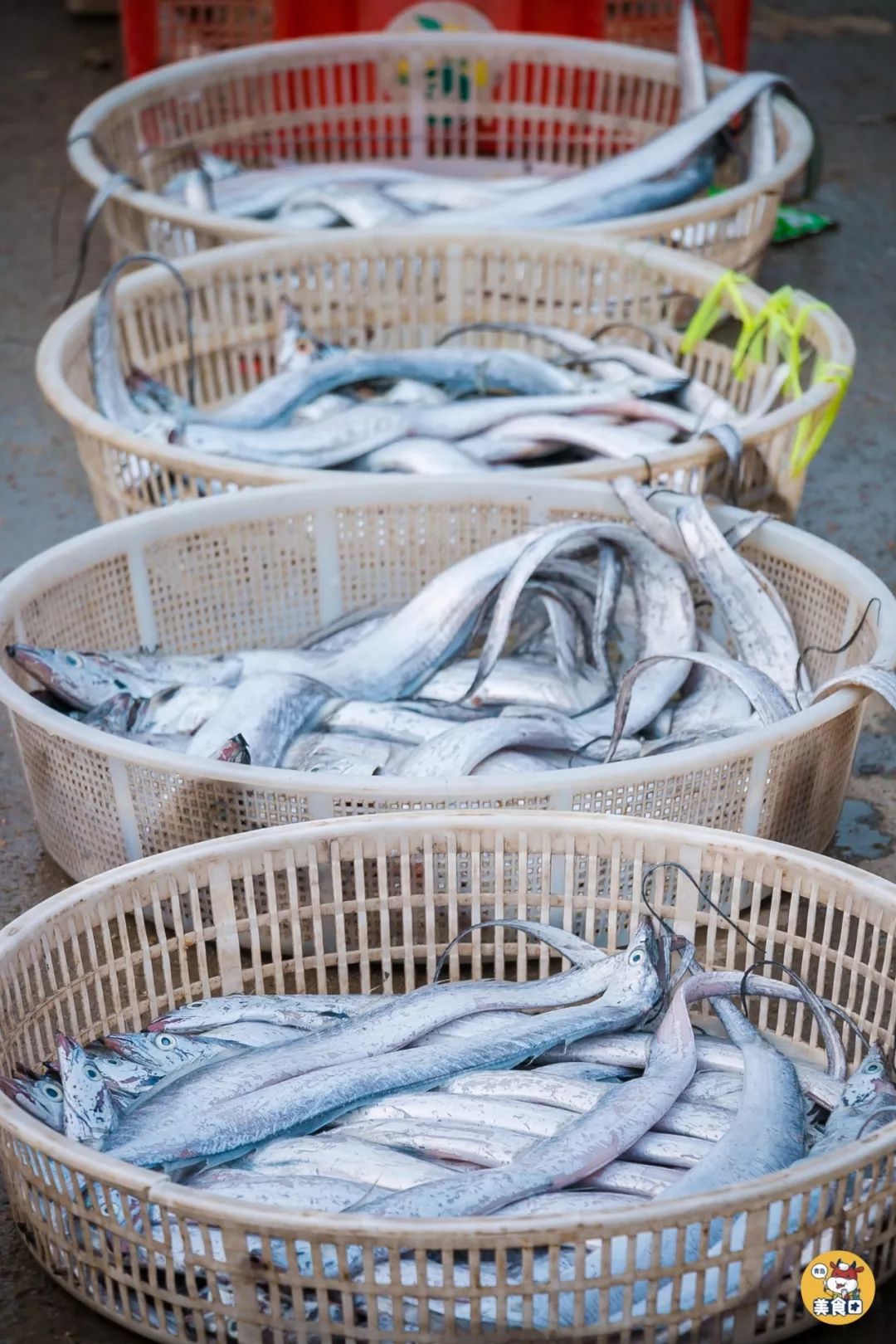 小港码头有蛏子吗,小港码头吃海鲜俱乐部电话
