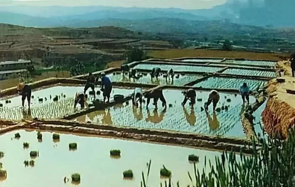 惠农农场,我魂牵梦萦的故乡丨夜听团41期