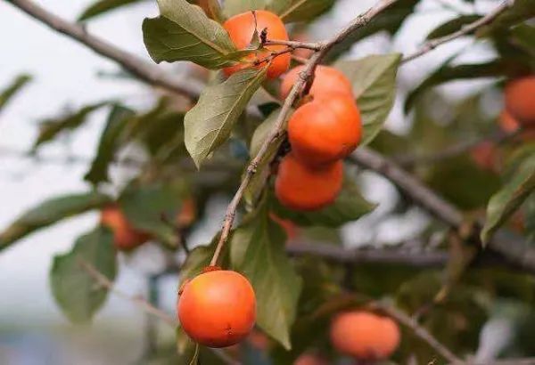 小心这张纸丢了驾照无效!上海公布首批50家便利早餐示范店!申工社商城今12点秒杀董酒!