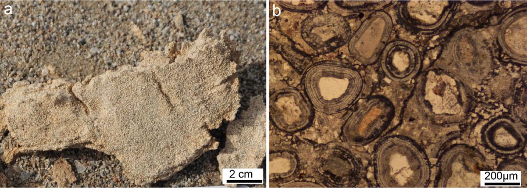 新知|寻找潜在生命物质的载体——鲕粒