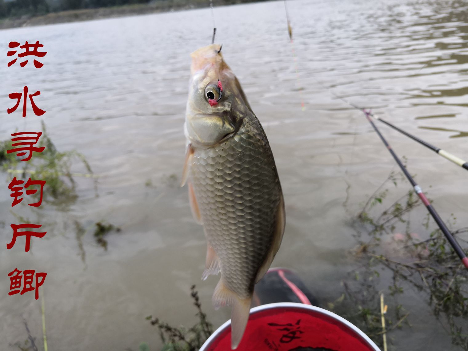 洪水钓大鱼,洪水钓鲫鱼用什么饵料