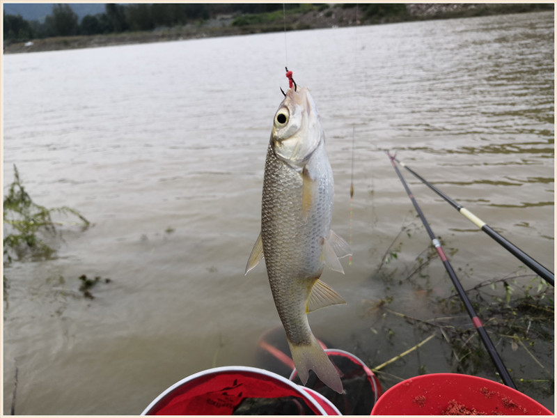 洪水钓大鱼,洪水钓鲫鱼用什么饵料