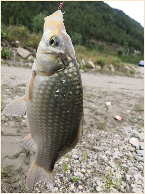 洪水钓大鱼,洪水钓鲫鱼用什么饵料