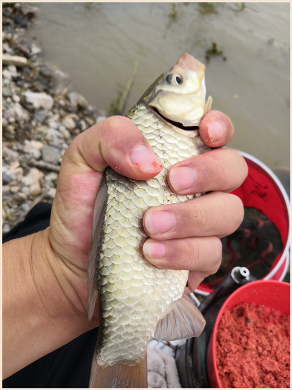 洪水钓大鱼,洪水钓鲫鱼用什么饵料