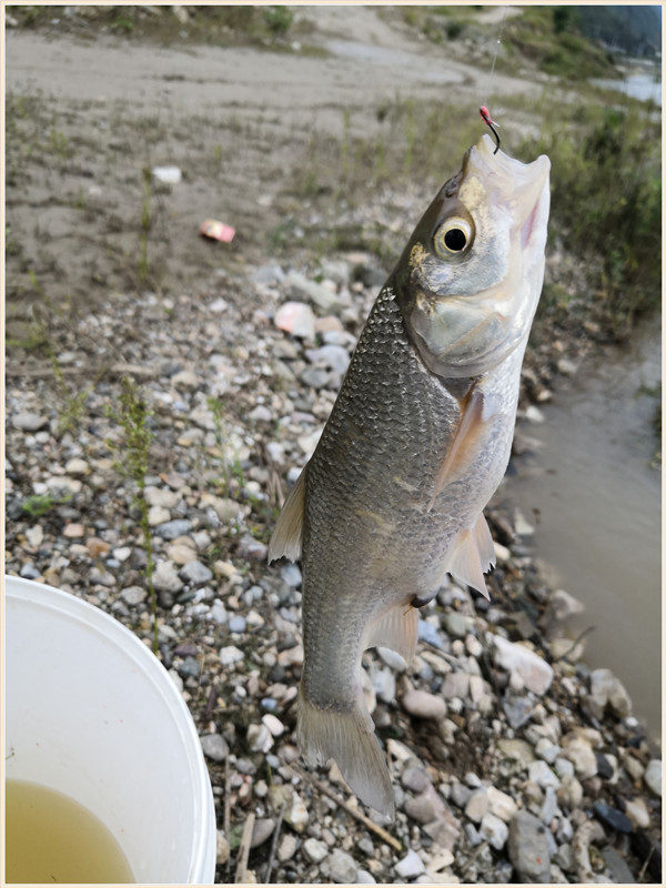 洪水钓大鱼,洪水钓鲫鱼用什么饵料