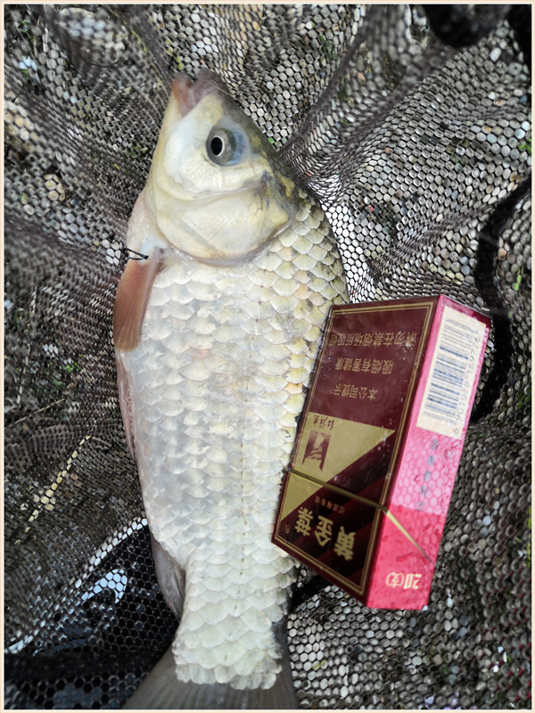 洪水钓大鱼,洪水钓鲫鱼用什么饵料