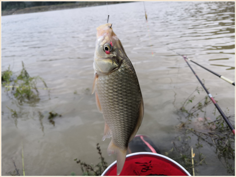 洪水钓大鱼,洪水钓鲫鱼用什么饵料