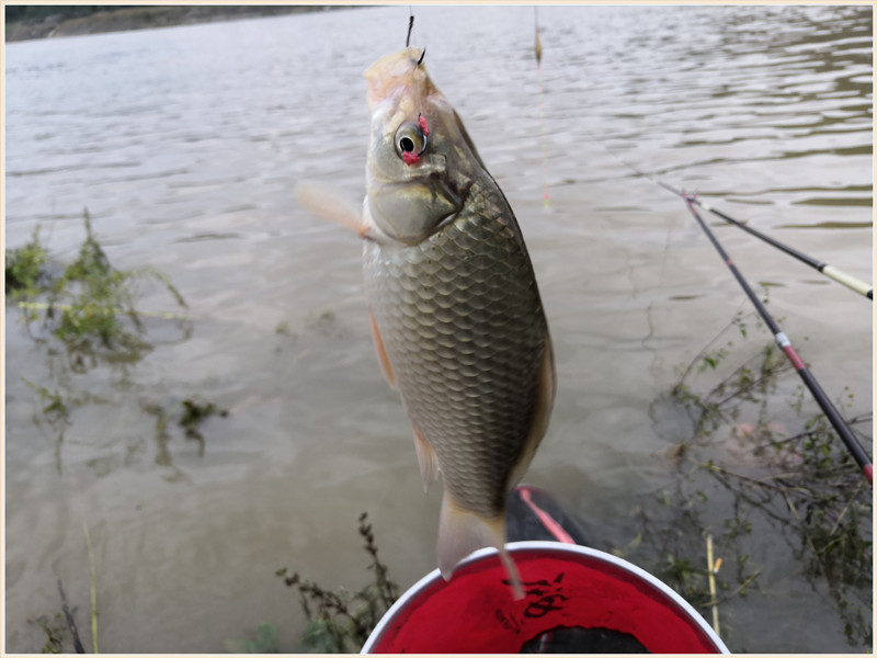 洪水钓大鱼,洪水钓鲫鱼用什么饵料
