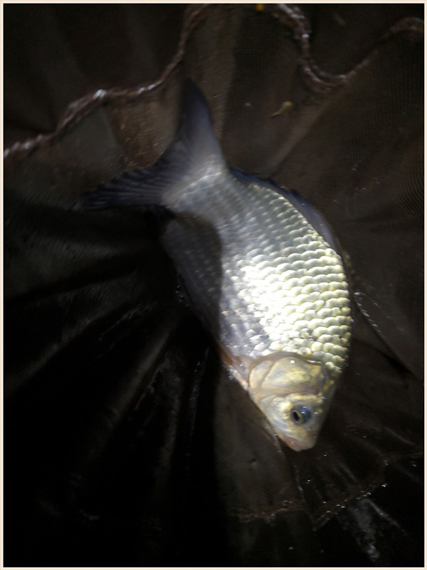 洪水钓大鱼,洪水钓鲫鱼用什么饵料