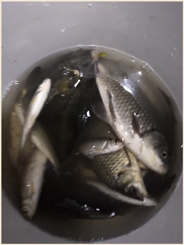 洪水钓大鱼,洪水钓鲫鱼用什么饵料