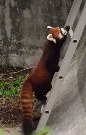 5只小熊猫蹦蹦跳跳,小猫咪爬上楼梯又摔下来