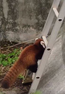 5只小熊猫蹦蹦跳跳,小猫咪爬上楼梯又摔下来