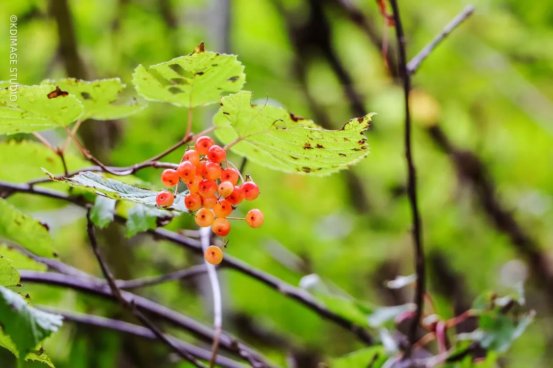 vlog单反入门级相机推荐,初学vlog适合用什么样的相机