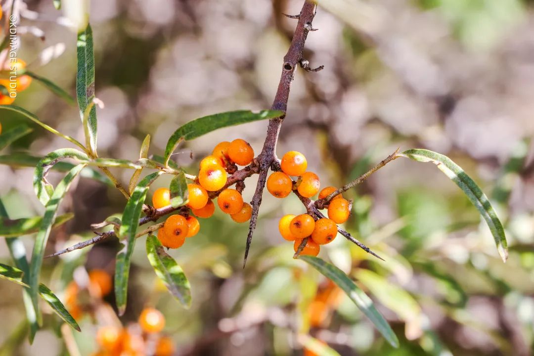 vlog单反入门级相机推荐,初学vlog适合用什么样的相机