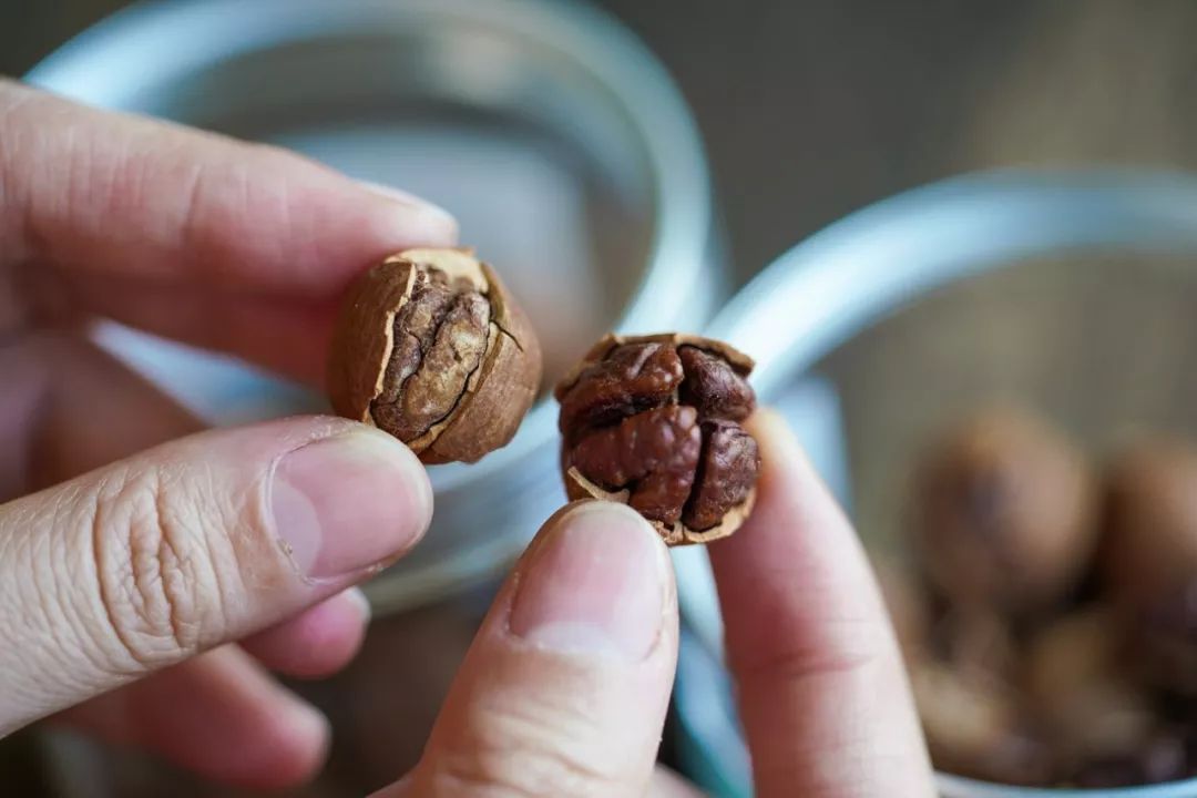 正宗非手剥山核桃,非常好吃又好剥的野生山核桃