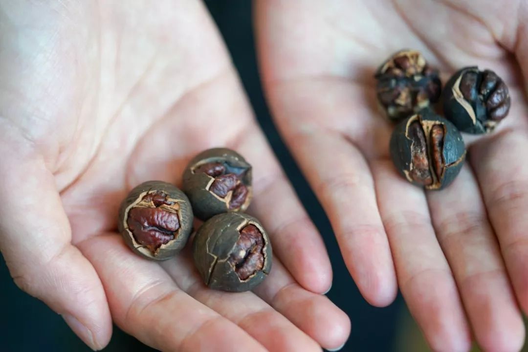 正宗非手剥山核桃,非常好吃又好剥的野生山核桃