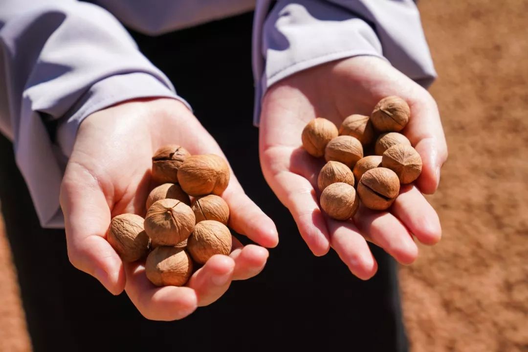 正宗非手剥山核桃,非常好吃又好剥的野生山核桃