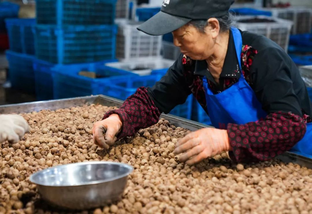 正宗非手剥山核桃,非常好吃又好剥的野生山核桃