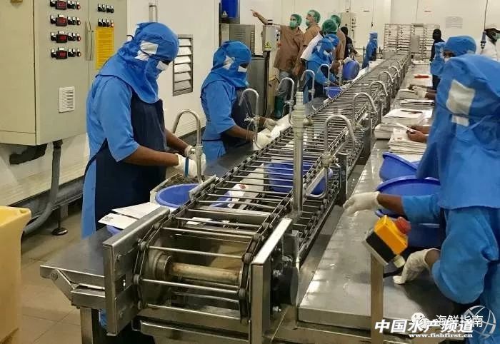 中国成国际白虾厂商必争之地！目前至春节，预计白虾还将存在严重供货缺口