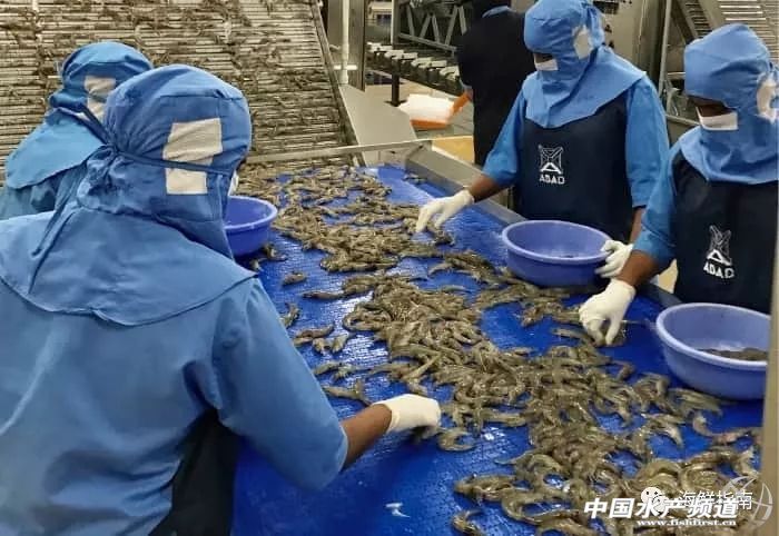 中国成国际白虾厂商必争之地!目前至春节,预计白虾还将存在严重供货缺口