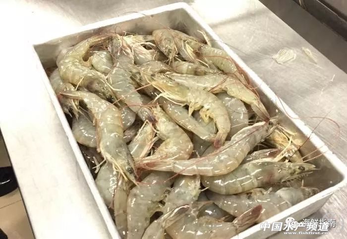 中国成国际白虾厂商必争之地！目前至春节，预计白虾还将存在严重供货缺口