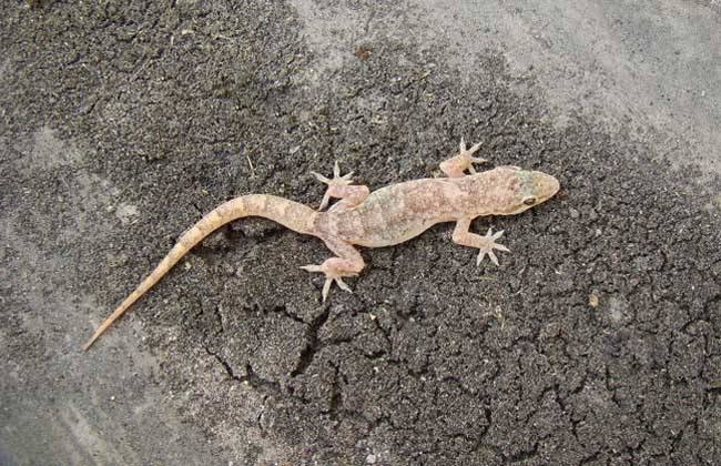 壁虎咬壁虎怎么回事,为什么壁虎咬人有毒