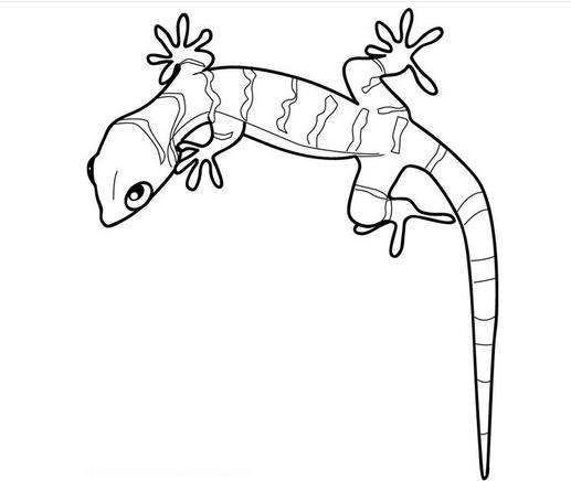 壁虎咬壁虎怎么回事,为什么壁虎咬人有毒