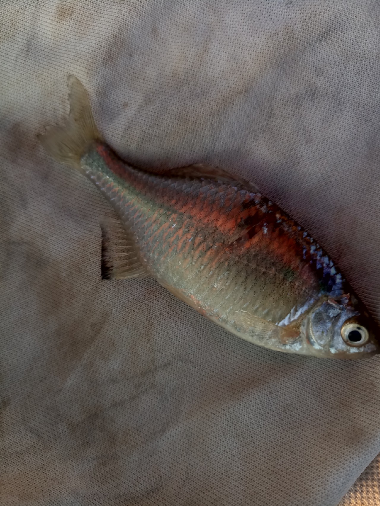 好久没有钓鱼了怎么钓,钓鱼半天没口就怀疑没调好漂