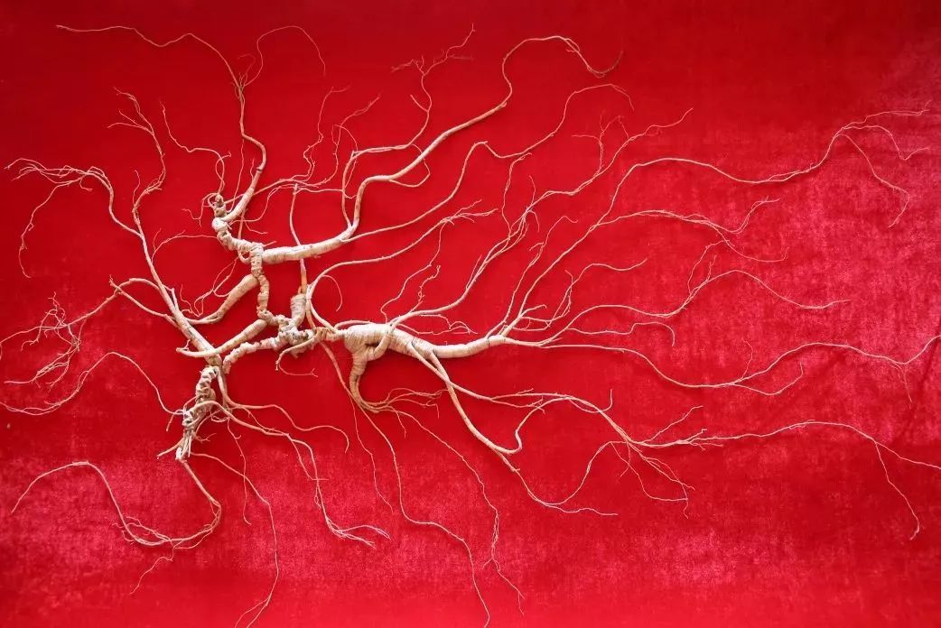 柳河云岭野山参酒,30年野山参酒