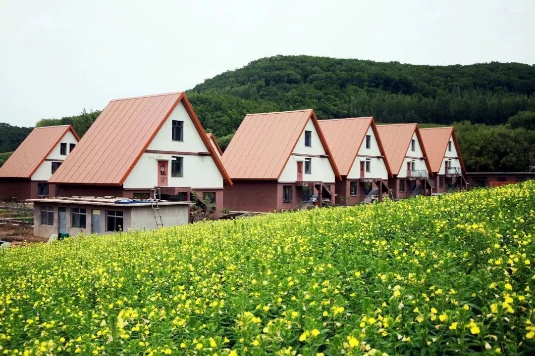 柳河云岭野山参酒,30年野山参酒